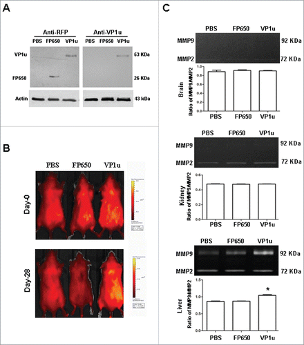 Figure 1. Detection of FP650 and FP650-VP1u by Western Blots and IVIS, and activity of MMP-9 and MMP-2. (A) Expression of FP650 and FP650-VP1u recombinant proteins in COS-7 cells, COS-7 cells transfected with pTurboFP650 or pTurboFP650-VP1u were detected by Western Blots. (B) Fluorescence detection for BALB/c mice subcutaneously receiving COS-7 cells, COS-7 cells transfected with pTurboFP650, or COS-7 cells transfected with pTurboFP650-VP1u was performed with IVIS systems. (C) The MMP-9 and MMP-2 activity were analyzed by gel zymography after the treatments. Densitometric analysis results are shown in the lower panel. Similar results were observed in 3 independent experiments, and * indicates the significant difference, P < 0.05.