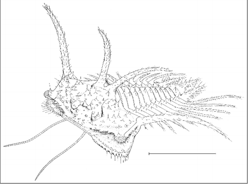 Figure 20. A line drawing of the silicified Middle Ordovician trilobite Ceratocephala laciniata from the Middle Ordovician Botetourt Member (Edinburg Formation) of Strasburg Junction, Shenandoah County, Virginia. This is a reconstruction in oblique exterior view of this fast-moving, low-level epifaunal carnivorous trilobite species. The reconstriction assumes that the thorax comprises 10 segments, that the openings in the spines and tubercles on the outer surface of the exoskeleton were occupied by sensory hairs and that typical trilobite antennules were present. The image has been modified from the frontispiece of Whittington & Evitt (Citation1954, fig. 1). The scale bar represents 5 mm.