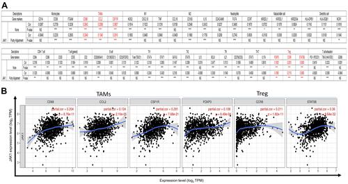 Figure 9 Correlation between the expression of JAK1 and marker genes of infiltrating immune cells in BC using the TIMER database. (A) Correlation between the expression of JAK1 and immune molecular genes. NS >0.05; *P < 0.05; **P < 0.01; ***P < 0.001; ****P < 0.0001. (B) The scatter plots of correlation between JAK1 expression and the gene markers of TAMs and Treg in BC.