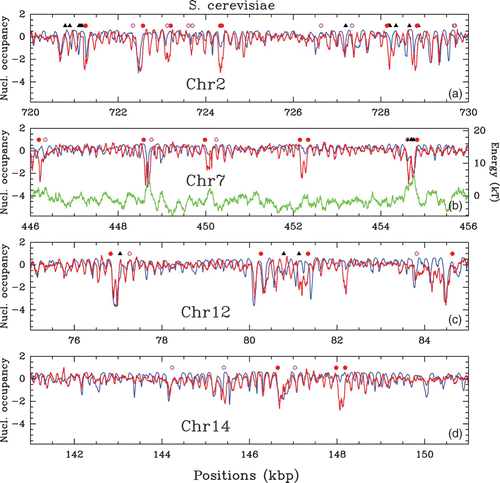 Figure 31. Comparison between the experimental occupancy profile from the in vivo MNase-chip experiment of Lee et al. Citation(2007) (red), the theoretical high-density occupancy profile (blue) and the energy landscape (green) (subsection “Intrinsic’ nucleosome formation energy landscape’) over regions of 10 kbp of several S. cerevisiae chromosomes. The theoretical predictions were obtained with the following parameter values: μ˜=−1.3 kT, δ=2 kT and l w =125 bp.