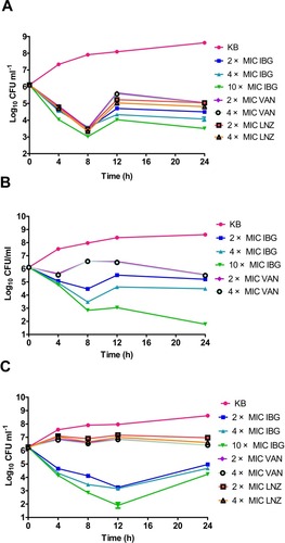 Figure 4 Time-kill studies of antibiotics against Enterococci. (A) E. faecalis ATCC 29212 was grown in 5 mL MH broth in the presence of 2 × MIC, 4 × MIC, 10 × MIC of isopropoxy benzene guanidine (IBG), 2 × MIC, 4 × MIC of vancomycin (VAN), 2 × MIC, 4 × MIC of linezolid (LNZ). (B) E. faecalis GDE6P130C was grown in 5 mL MH broth in the presence of 2 × MIC, 4 × MIC, 10 × MIC of IBG, 2 × MIC, 4 × MIC of VAN. (C) E. faecium GDE6P50C was grown in 5 mL MH broth in the presence of 2 × MIC, 4 × MIC, 10 × MIC of IBG, 2 × MIC, 4 × MIC of VAN, 2 × MIC, 4 × MIC of LNZ.