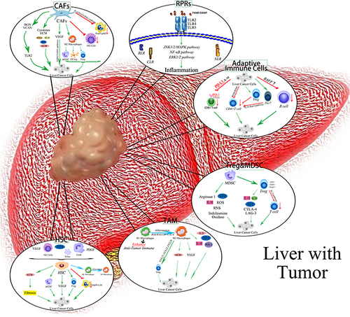 Figure 2 Immunosuppressive microenvironment mediates HCC development.