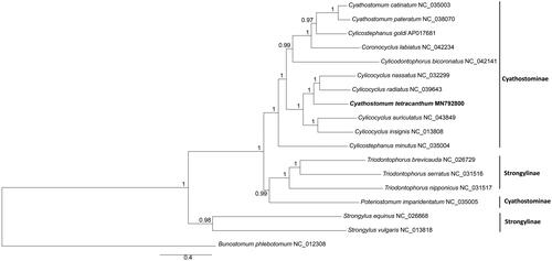 Figure 1. Bayesian 50% majority-rule consensus phylogenetic tree of Cyathostomum tetracanthum and other 16 species Strongylidae nematodes based on 12 protein-coding genes. Bunostomum phlebotomum were used as outgroups.