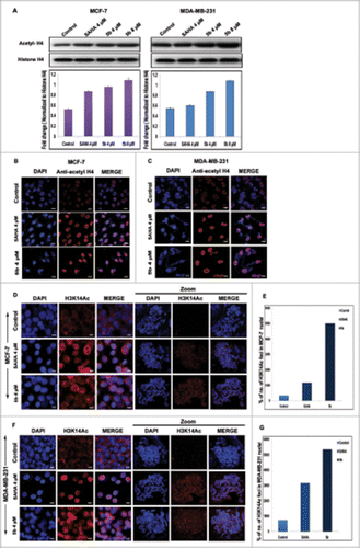 Figure 7. Effect of 5b on histone acetylation and methylation. (A) Treatment with 5b at 4, 8 μM concentrations for 24 h in MCF-7 and MDA-MB-231 cells significantly induced the level of acetylated histone H4 as compared to DMSO (0.1%) control. (B, C) Immunofluorescence studies with anti-acetyl histone H4 antibody on cells treated with 5b showed profound expression of acetylated histone H4. (D, F) Metaphase spreads isolated from MCF-7 and MDA-MB-231 cells treated with SAHA and 5b at 4 μM concentration for 24 h and control untreated cells hybridized with histone H3K14ac antibody. (E, G) Percentage of H3K14ac foci is shown. Error bar represents standard deviation from 3 different experiments. Bars with * are significantly different from all the other groups at p ≤ 0.01.