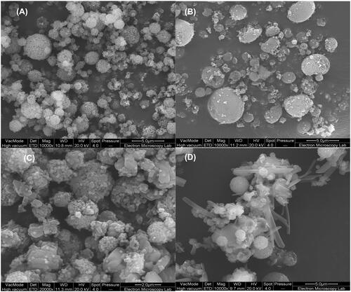 Figure 1. Scanning electron microscopy (SEM) images of silica nanoparticles prepared by 2-fluid nozzle spray drying (A), silica coated silver nanoparticles prepared by 2-fluid nozzle spray drying (B), silica coated silver nanoparticles and entrapped with a layer of CFX prepared by 3-fluid nozzle spray drying (C) and silica coated silver nanoparticles inside CFX/chitosan prepared by 3-fluid nozzle spray drying (D).
