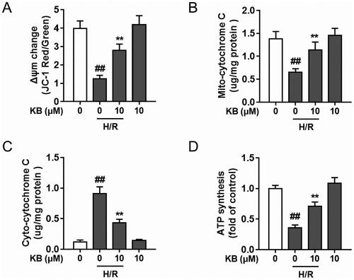 Figure 4. KB alleviated H/R-induced mitochondrial dysfunction in H9c2 cells. H9c2 cells were treated with KB and then subjected to H/R insults. (A) The Δψm change was determined by the JC-1 assay, and quantification is expressed as a ratio of JC-1 aggregate to monomer (red to green) fluorescence intensity. (B, C) The mitochondria and cytoplasm were isolated and the mitochondrial cytochrome c (B) and cytoplasmic cytochrome c (C) were measured. (D) The ATP synthesis levels were measured. The vehicle control group was treated with only DMSO. Results are shown as mean ± SEM (n = 9). ##p< 0.01 vs. the vehicle group. **p< 0.01 vs. the H/R-treated group.
