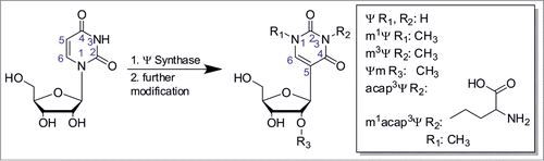 Figure 1. Isomerization of uridine into pseudouridine (Ψ). Post-isomerization several derivatives discovered to dateCitation1 can be formed by further modification at either position 1 (R1), 3 (R2) or 2’-O (R3), while several modifications at once are possible.
