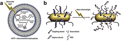 Figure 10. Examples of light triggered drug delivery. (A) Schematic representation of an encapsulated in vitro transcription–translation liposomal system triggered by irradiating caged DNA with light. (B) Delivery of doxorubicin through the near-infrared-triggered induction of dehybridization of the DNA conjugated at the surface of gold nanorods. Upon irradiation of the gold nanorods with NIR laser, the resulting light to heat transformation increases local temperature and leads to the detachment of the DNA helices from the gold surface – resulting in the release of the encapsulated doxorubicin. Reproduced with permission [Citation34]