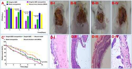 Figure 7 Antibacterial activity against MRSA infection in vivo. (A) Bacterium burden on days of 1, 3, 5, and 7 post wounding; (B) I–IV. Images of wounds without treatment, treated with BZK water solution, BZK nanoparticles, and blank nanoparticles (scale bar, 1 cm). (C) Relative cure area ratio of the wound. (D) I–IV. Histological microscopic images of wounds without treatment, treated with a water solution, BZK nanoparticles, and blank nanoparticles (×100, scale bar: 100 μm).