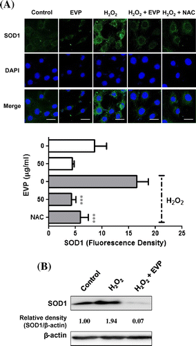 Fig. 6. Effect of EVP on SOD1 expression in H2O2-induced oxidative stress in C2C12 myoblasts.