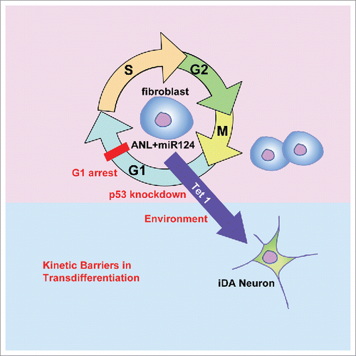 Figure 1. Overcoming kinetic barriers such as p53, cell cycle and extracellular environment enables highly efficient transdifferentiation of human fibroblasts to induced dopaminergic (iDA) neurons by Ascl1, Nurr1, Lmx1a and miR124. This epigenetic conversion is dependent on the DNA hydroxylase Tet1.