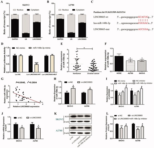 Figure 3. miR-148b-3p was a target miRNA of LINC00665. (A,B) The subcellular of RNA fractions analysis revealed the location of LINC00665 in the cytoplasm of SKOV3 or A2780 cells. (C) The putative binding site between LINC00665 and miR-148b-3p. (D) Luciferase gene reporter assay showed the activity of luciferase reporter gene decreased when co-transfected with the LINC00665 wild sequences and miR-148b-3p mimic. ***p < 0.001 (unpaired t‑test), compared with the NC-mimic group. (E) A total of 30 histologically verified ovarian cancer tissue and normal para-tumor tissue samples were collected. The RT-qPCR assay revealed the low expression of miR-148b-3p in ovarian cancer tissues. *p < 0.05 (paired t-tests), compared with the normal para-tumor tissue. (F) The RT-qPCR assay also showed low expression of miR-148b-3p in ovarian cancer cell lines (SKOV3 and A2780). *p < 0.05 (ANOVA with Dunnett's post hoc test), compared with the normal human ovarian surface epithelial cells (HOSE) group. (G) Pearson correlation analysis showed that the miR-148b-3p level was significantly negatively correlated with the LINC00665 level. (H) The RT-qPCR assay revealed that si-LINC00665 significantly increased the expression of miR-148b-3p in SKOV3 and A2780 cells. *p < 0.05 (unpaired t‑test), compared with the si-NC group. (I) The RT-qPCR assay displayed the mRNA levels of LINC00665 under miR-148b-3p mimic or inhibitor treatment in SKOV3 and A2780 cells. *p < 0.05, **p < 0.01 (unpaired t‑test), compared with the NC-mimic group; #p < 0.05 (unpaired t‑test), compared with the NC-inhibitor group. (J) The RT-qPCR assay revealed that si-LINC00665 significantly decrease the expression of KLF5 in SKOV3 and A2780 cells. *p < 0.05 (unpaired t‑test), compared with the si-NC group. (K,L) Western blot analyses displayed the protein levels of KLF5 under si-LINC00665 and miR-148b-3p inhibitor treated SKOV3 and A2780 cells. **p < 0.01, ***p < 0.001 (unpaired t‑test), compared with the si-NC group; #p < 0.05 (unpaired t-test), compared with the si-LINC00665 group. KLF5: Krüppel-like factor 5.