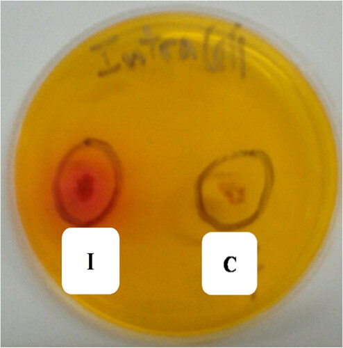 Figure 3. Illustration of the L-Asparaginase activity of intracellular protein fraction of Streptomyces paulus CA01 strain, demonstrated by the diffusion on wells approach. C: Negative control: sterile ADS medium; I: intracellular protein fraction of Streptomyces paulus CA01strain.