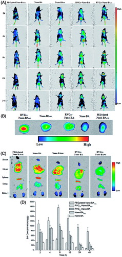 Figure 5. The in vivo noninvasive images of time-dependent whole body imaging of PM mice co-infected with S. pneumonia ATCC 49619 and S. pneumonia 16167 after i.v. injection of DiR-loaded RVG29-Nano-BAP85, RVG29-Nano-BA, Nano-BAP85, Nano-BA, and PEGylated Nano-BA12K (A). The ex vivo optical images of the brain (B) and other organs (C) of the PM mice co-infected with S. pneumonia ATCC 49619 and S. pneumonia 16167 after i.v. injection of DiR-loaded RVG29-Nano-BAP85, RVG29-Nano-BA, Nano-BAP85, Nano-BA, and PEGylated Nano-BA12K. Quantitative analysis for accumulation in the brain of BA in the PM mice co-infected with S. pneumonia ATCC 49619 and S. pneumonia 16167 at different times after intravenous administration of RVG29-Nano-BAP85, RVG29-Nano-BA, Nano-BAP85, Nano-BA, and PEGylated Nano-BA12K at a dose of 30 mg/kg, respectively (D).