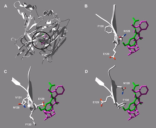 Figure 4.  Original and new models of the 5-HT3 receptor extracellular domain with docked 5-HT and granisetron. (A) Subunit dimer showing the ligand binding site (circled) at the subunit interface. (B) Close-up of the ligand binding site of the original model showing residues Asn-128, Glu-129 and Phe-130 of binding loop A in relation to docked 5-HT (from Reeves et al. [Citation2003]) and granisetron (from Thompson et al. [Citation2005]). (C) New model 1 with residues moved closer to the N-terminus so that Glu-129 now points towards the binding site. (D) New model 2 with residues moved further towards the N-terminus so that Phe-130 now points towards the binding site.