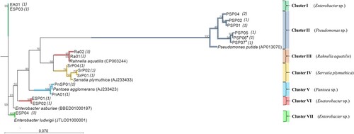 Figure 6. Gamma-proteobacterium, isolated from legume nodules in Latvia, full-length 16S rRNA phylogenetic tree, constructed using maximum likelihood method with JTT matrix and gamma rate distribution. Bootstrap values ≥70 is given in nodes. The genotypes used as representative sequences are indicated with the GenBank accession numbers in brackets. The scale indicates the number of nucleotide substitutions per position. Genotypes marked with asterisks (*) have been detected as chimeric sequences according to GenBank. All identified genotypes have been isolated from various host plants from 2016 to 2019. The number of identical strains within the genotype is indicated in italics.