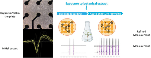 Figure 2. MicroElectrode Array (MEA) recordings rely on 48-well plates that have a 4 x 4 electrode grid on the bottom of each well, on top of which neuronal cells can be cultured (top left). The spontaneous neuronal activity is recorded as local field potentials (bottom left). The neuroactive potential of botanical extracts can be assessed by comparing the neuronal activity before (baseline recording) and after exposure (right).