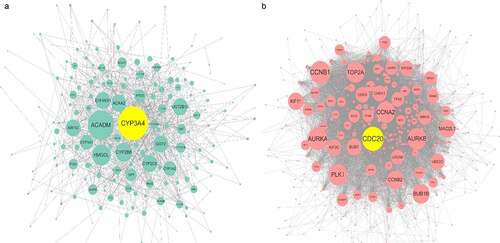 Figure 7. Protein-protein interaction (PPI) network construction of ACE2-related upregulated genes and regulated genes. Panel a: PPI of 280 total down-regulated ACE2-related genes. Panel b: PPI of 622 total up-regulated ACE2 related genes. Larger dot size represents greater degree centrality, and the genes in yellow are the hub genes