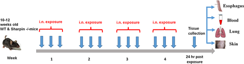 Figure 1 Experimental Design for exposure. 10–12 weeks-old WT and Sharpin-/- were intranasally (i.n.) exposed with 100µg of Aspergillus and 100µg OVA, every alternate day for 4 weeks. 24-hour post last exposure, mice were sacrificed, and different organs were harvested.