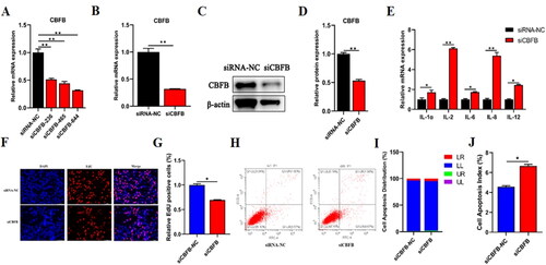 Figure 7. CBFB could modulate proliferation and apoptosis in BMECs. (A) qRT-PCR detected the expression efficiency of CBFB after transfected three siRNAs of CBFB, respectively. After transfected siCBFB into BMECs for 48 h, (B) mRNA level of CBFB was explored by qRT-PCR. (C) The protein level of CBFB was explored by Western blot. (D) The relative protein level of CBFB was calculated by ImageJ. (E) The expression levels of inflammation-related cytokines were validated by RT‐qPCR after treated siCBFB into BMECs for 48h. (F) EdU assay detected the number of BMECs treated with siCBFB. (G) The proportion of EdU positive cells was counted by ImageJ. (H) Cell apoptosis was determined by flow cytometry after transfected with siCBFB. (I) Distribution map of BMECs apoptosis. (J) Cell apoptosis index was counted by the sum of early and late apoptosis. Data are means ± SE of n = 3 independent experiments, each performed in triplicate, and normalized to GAPDH. *, p < .05 and **, p < .01.