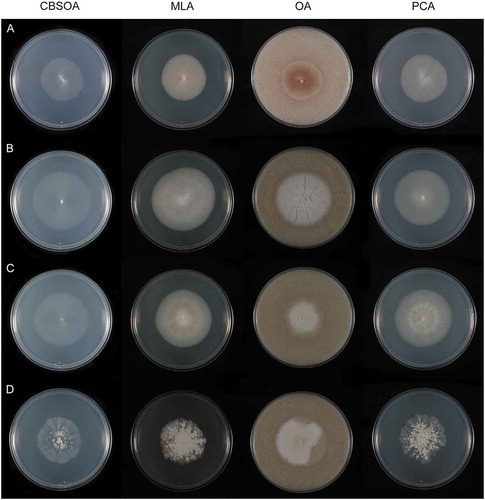 Figure 8. Colonies of species of Venustampulla on CBSOA, MLA, OA, and PCA after 28 d. A. V. echinocandica (ex-type BP-5553). B. V. parva (CBS 245.31). C. V. parva (CBS 259.65). D. V. parva (ex-type of Scopulariopsis parvula UAMH 918).