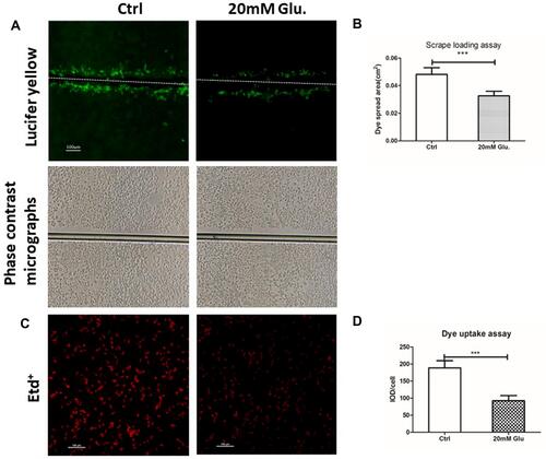 Figure 4 Treatment with glucose (20 mM) reduced gap junction communication and hemichannel function. (A) Analysis of the area between the bilateral edges of Lucifer yellow transfer at the scrape line is shown, and the spread area of Lucifer yellow was analyzed with ImageJ software as shown in (B). Bar=100 μm. Cx43 gap junction function was reduced by 32.17% in MLO-Y4 cells treated with 20 mM glucose. Phase-contrast micrographs of Lucifer yellow transfer are shown on the second line. ***P<0.001 vs Ctrl. Data are presented as the mean ± standard deviation of three independent experiments. (C) Etd+dye uptake assays were performed after cells were exposed to 20 mM glucose for 24 hrs. Etd+dye uptake was observed using a fluorescence microscope (bottom image) and quantified and presented as a ratio of integrated optical density (IOD) to total cell number using ImageJ software, and the result is shown in (D) Cx43 hemichannel function was reduced by 50.69% in MLO-Y4 cells treated with 20 mM glucose. ***P<0.001 vs Ctrl. Bar=100 μm. Data are presented as the mean ± standard deviation of three independent experiments.