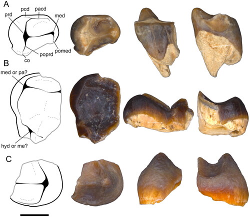 Figure 10. Vombatomorph molar fragments from the Tarkarooloo Local Fauna, with annotated line drawings in occlusal view. A, Vombatidae gen. et. sp. indet., trigonid of left m2 or m3 (NMV P.157575), photographed from left to right in occlusal, buccal and anterior views. B, Fam., gen. et. sp. indet., partial right ?m4 (NMV P.157576), photographed from left to right in occlusal, lingual, and anterior views. C, Fam., gen. et. sp. indet., partial ?posterior moiety of right ?upper molar (NMV P.157536), photographed from left to right in occlusal, lingual and posterior views. Scale bar equals 4 mm. Abbreviations: co, cristid obliqua; hyd, hypoconid; me, metacone; med, metaconid; pa, paracone; pacd, paracristid; pcd, precingulid; pomed, postmetacristid; poprd, postprotocristid; prd, protocone.