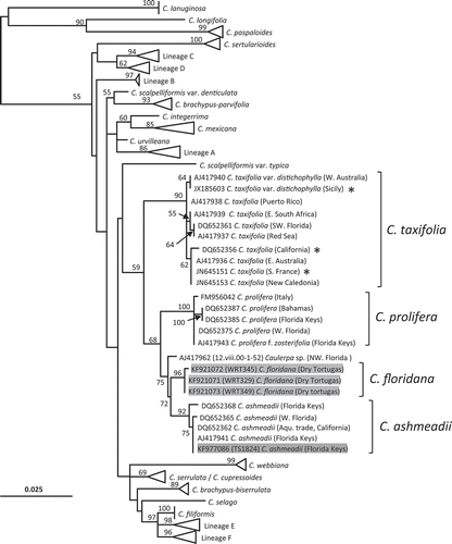 Fig. 8. Phylogenetic position of Caulerpa floridana W.R. Taylor and closely related species based on reconstructed tufA sequences for the three historical herbarium specimens studied, viz. WRT329 (931 bp), WRT345 (927 bp) and WRT349 (771 bp). The topology and bootstrap support values (numbers above branches) were obtained with RAxML. Labels in grey shade correspond to newly generated sequences. Lineages A–F represent entities of the C. racemosa-peltata complex sensu Sauvage et al. (Citation2013). Asterisks indicate alien strains of C. taxifolia.