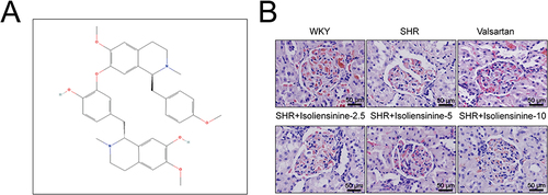 Figure 1 Isoliensinine effectively improved hypertensive renal injury in SHRs. (A) The structural formula of Isoliensinine from PubChem (nih.gov) (B) The examination of pathological changes in renal tissue samples through H&E staining, with representative images taken at 400× magnification and a scale bar of 50 μm. The number of samples per group was n=6.