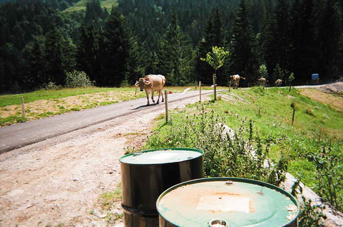 FIGURE 5. Cow and barrels. Source: Farmer 16.