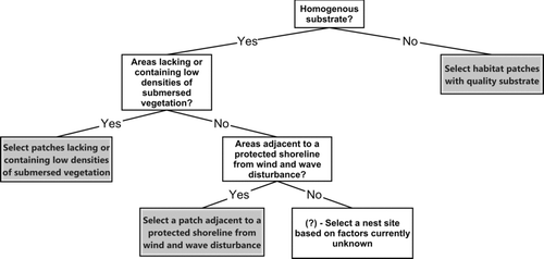 Figure 6. A conceptual hierarchical decision tree relating to bluegill nest site selection using results from this study and previous studies. Further information is needed on factors other than substrate, vegetation coverage, and shoreline protection that receive lower priority in the nest selection process.
