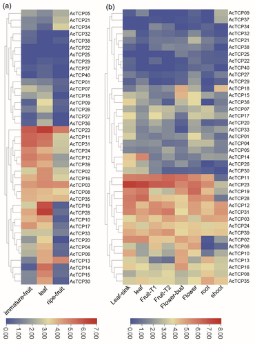Figure 7. Expression profiles of AcTCP genes in different tissues.