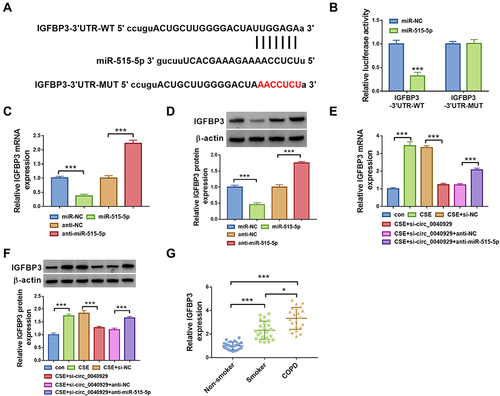 Figure 5 IGFBP3 is targeted by miR-515-5p. (A) The binding sites between IGFBP3 and miR-515-5p were predicted by starbase. (B) The interaction between IGFBP3 and miR-515-5p was confirmed by dual-luciferase reporter assay (n=3). (C and D) IGFBP3 mRNA and protein expression were detected by qRT-PCR and Western blot analyses, respectively, in 16HBE cells transfected with miR-NC, miR-515-5p, anti-NC, or anti-miR-515-5p (n=3). (E and F) 16HBE cells were divided into 6 groups: con, CSE, CSE + si-NC, CSE + si-circ_0040929, CSE + si-circ_0040929 + anti-NC, or CSE + si-circ_0040929 + anti-miR-515-5p. The mRNA and protein levels of IGFBP3 were determined by qRT-PCR and Western blot analyses, respectively (n=3). (G) IGFBP3 expression was examined by ELISA assay in serum samples of non-smoker (n=22), smokers (n=22), and COPD patients (n=22). *P<0.05, ***P<0.001.