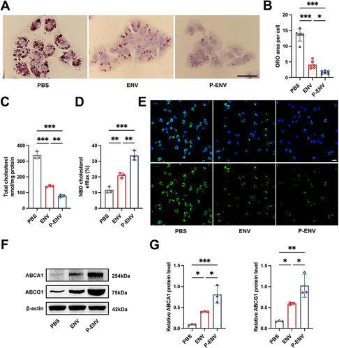 Figure 4 In vitro anti-atherosclerotic efficacy of P-ENVs. (A) Representative ORO images of ox-LDL-loaded VSMCs and (B) quantitative analysis of ORO area after treatment with PBS, ENVs, or P-ENVs in vitro. Scale bar = 50 um. n = 6. (C) Total cholesterol levels in foam cells after treatment with PBS, ENVs, or P-ENVs in vitro. n = 3. (D) Quantitative analysis of APOA-I mediated cholesterol efflux (%) in control, ENV, or P-ENV group and (E) representative fluorescent images of the NBD-cholesterol accumulation in foam cells obtained from these groups after incubation with APOA-I for 4 h. (green: NBD-cholesterol, blue: nuclei). Scale bar = 20 um. n = 3. (F) Western blot analysis and (G) quantification of ABCA1 and ABCG1 after various treatments in vitro. n = 3. All data are presented as mean ± SD (*P < 0.05, **P < 0.01, ***P < 0.001).