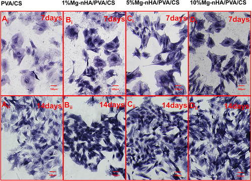 Figure 12 Images of ALP staining at 7 and 14 days after rBMSCs loading in the composite hydrogels doped with different concentrations of Mg-nHA: (A) ALP staining pictures of PVA/CS hydrogel in 7 days(Ai) and 14 days(Aii); (B) ALP staining pictures of 1%Mg-nHA/PVA/CS hydrogel in 7 days(Bi) and 14 days(Bii); (C) ALP staining pictures of 5%Mg-nHA/PVA/CS hydrogel in 7 days(Ci) and 14 days(Cii); (D) ALP staining pictures of 10%Mg-nHA/PVA/CS hydrogel in 7 days(Di) and 14 days(Dii).