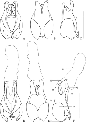 Figure 5. Aedeagus (A, D. ventral view; B, E. dorsal view; C, F. lateral view): A–C. Lycocerus purpurascens (Pic, Citation1911) (IZAS, IOZ(E)1390146); D–F. L.semiextensus (Wittmer, Citation1995) (IZAS, IOZ(E)1436784). Scale bars: 1.0 mm.