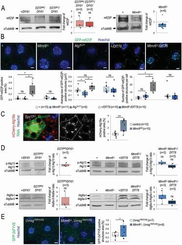 Figure 6. Under starvation, EDTP does not affect, while Mtmr6 inhibits autophagy. (A) In nutrient-deprived animals, the level of soluble ref(2)P is not modulated significantly by EDTP deficiency, but becomes decreased in samples defective for Mtmr6 (western blot analysis). (B) In Mtmr6 mutant genetic backgrounds, the area ratio of insoluble GFP-ref(2)P-containing protein aggregates is not altered significantly but the size of structures is lowered. Atg7Δ77, as a mutant background deficient in autophagosome formation, was also involved in comparison. (C) Clonal silencing of Mtmr6 markedly elevates the quantity of mCherry-Atg18a-positive early autophagic structures in Syx17LL mutant fat bodies, which are defective for autophagosome-lysosome fusion. Clonal cells (green) treated with RNAi are outlined by a white dotted line and also expressed Dcr-2. Analysis was performed by using hsFLP; Syx17LL, r4-mCherry-Atg18a, Act<CD2< Gal4, UAS-nlsGFP animals. (D) The ratio of hyperphosphorylated and non-hyperphosphorylated Atg13 levels is not altered in either EDTP or Mtmr6 mutant samples as compared to controls, indicating that the activity of the induction complex is not influenced. In fat body cells, Atg8a-II:Atg8a-I ratio is not changed in EDTP mutants but becomes increased in Mtmr6 mutant animals as compared to control. Atg8a-I is a cytosolic, Atg8a-II is a membrane-bound form. (E) Mutation of Mtmr6 elevates the quantity of GFP-2xFYVE-positive structures in Uvrag-silenced cells, in which only the autophagy-specific PtdIns3K complex is active. GFP-2xFYVE bounds PtdIns3P and labels only early autophagic structures in Uvrag-silenced cells. UAS-GFP-2xFYVE transgene is expressed by Cg-Gal4 driver. In panels A, B and D, “+” indicates w1118 mutant larvae. In panels A and D, αTub84B was used as an internal control. In panels B, C and E, Hoechst staining (blue) indicates nuclei, and scale bar: 10 μm. Fluorescence microscopy images were composed of multiple optical sections. Quantifications are shown in boxplots, *: p < 0.05, ***: p < 0.001, ns: not significant (for statistics, see the Materials and Methods section). Fat bodies were prepared from starved animals at the third instar feeding larval (L3F) stage