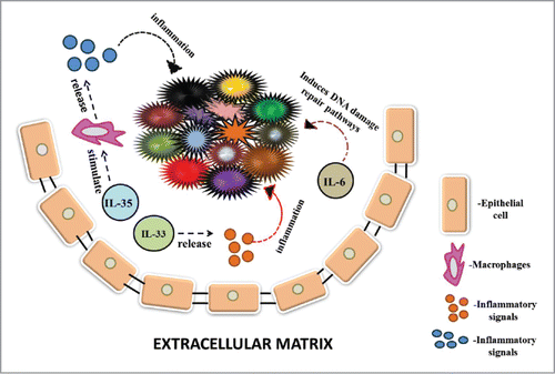 Figure 1. This figure depicts the role of cytokines in cancer growth, invasion and drug-resistance. IL-6, an interleukin enhances tumour survival and progression by inducing various DNA damage repair pathways in cancer cells. IL-33 releases various inflammatory factors that cause inflammation in the tumour cells. IL-35 stimulates macrophages to produce many inflammatory signals that cause inflammation.