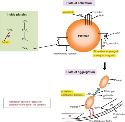 Figure 1 An overview of the mechanism of action of antiplatelet drugs, showing their effects on various steps of platelet activation and aggregation.
