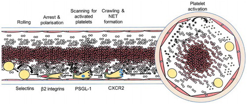 Figure 11. One particularly novel drawing of leukocyte–platelet interactions evoking a material ‘reality’ rarely depicted in conventional reviews.