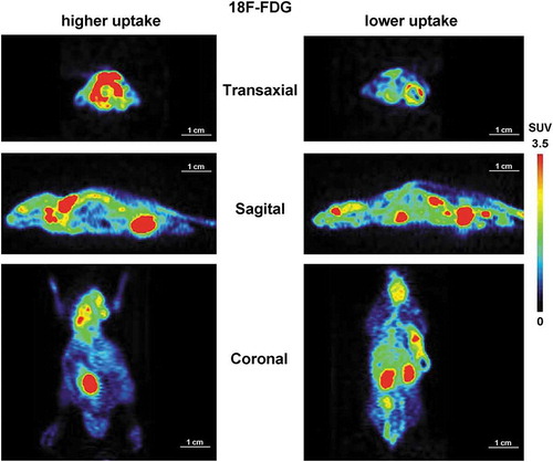 Figure 1. Static whole-body microPET imaging of CT26 tumour-bearing mice with [18F]FDG