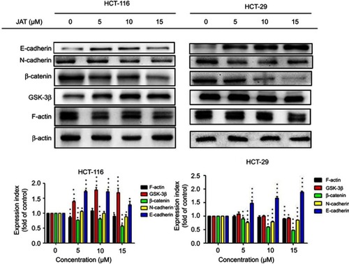 Figure 7 JAT could effectively inhibit the Wnt/β-catenin signaling pathway and regulate the expressions of key proteins in EMT by Western blotting.