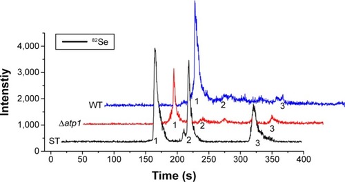 Figure 5 HPLC-ICP-MS chromatogram of Se species standards (ST) and seleno-amino acids characterized from WT and Δatp1 cells after treatment with Na2SeO3. The Se species standards are: 1, l-selenocystine; 2, Se-methylseleno-l-cysteine; 3, d,l-selenomethionine.Abbreviations: HPLC-ICP-MS, high-performance liquid chromatography–inductively coupled plasma mass spectrometry; WT, wild-type.
