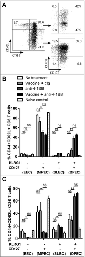 Figure 6. Differentiation of CD8+ Teffector cell subsets by anti-4–1BB mAb treatment. C57BL/6 wild-type (WT) mice were challenged with 1 × 105 Eμ-myc 4242 tumor cells and given the indicated treatments commencing on day 6 (n = 4 per group). Peripheral blood lymphocytes from treated and untreated mice were subject to immunofluorescence staining and cytofluorimetric analysis. (A) Representative flow cytometry plots analyzing lymphocytes from the blood of a tumor-bearing mouse treated with combination therapy showing the gating strategy used to identify CD8+ T cells subsets. (B) The proportions of CD44+ CD62L+ CD8+ T cells and (C) the proportions of CD44+ CD62L- CD8+ T cells expressing surface KLRG1 and/or CD127 from blood cells derived from tumor-bearing mice at day 21 after receiving the indicated treatment. Data in B and C show means ± SEM; *P < 0.05; **P < 0.01; ns = not significant, unpaired t-test. Representative data from 3 independent experiments are shown.