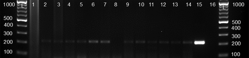 Figure 2. Genus-specific 16S-23S rRNA interspacer region (ITS) PCR amplification gel electrophoresis results of tissue samples (lymph nodes and spleen) from seropositive cattle. Lane L (100 bp marker), Lane 1–7 (lymph nodes), Lane 8–14 (spleen), Lane 15 (positive control: B. melitensis Rev 1), Lane 16 (negative control: nuclease-free water).