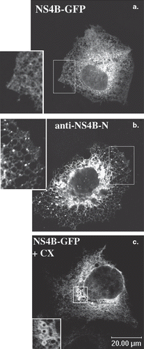 Figure 1.  ER localization of the NS4B-GFP chimera in the Huh7 cells. Huh7 cells transiently transfected with the pEGFP-NS4B plasmid were fixed and mounted directly on glass slides (a and c) or fixed and stained with the anti-NS4B-N (1.3 μg/ml) affinity purified pAb followed by incubation with the goat anti-rabbit Alexa546 secondary pAb (b). Treatment with cycloheximide (c) was performed 24 h p.t (50 μg/ml, 5 h at 37°C). Representative confocal images are shown in black and white. The details (insets) represent 2× magnifications of the framed areas. (a) and (c): GFP auto fluorescence; (b): indirect immunofluorescence labelling with the anti-NS4B-N pAb.