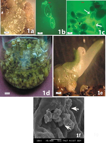 Figure 1. (a) Calli forming from male immature banana flowers. (b) Round or oval-shaped viable single cells observed during the initial stages of cell suspension. (c) Formation of somatic embryos at various stages of development. (d) Culture in liquid medium containing globular somatic embryos. € Green shoot development from the embryo. (f) Secondary somatic embryos appearing as small protuberances on the surface of primary somatic embryos