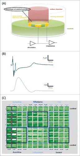 Figure 4. (A) Schematic setup of impedance measurement electrodes in the CardioExcyte 96 (Nanion Technologies). (B) The CE96 is capable of performing impedance and EFP recordings in combination. Top trace shows an EFP recording which represents the electrophysiological activity, the bottom trace shows the corresponding impedance trace which represents the contractility of the beating network. Note that the spikes in the beginning of the EFP trace are due to the fact that one recording electrode is used with which the electrical activity of the complete cardiomyocyte network is detected, translocation of the signal thus results in slightly shifted Na spikes. (C) 96-well view of an exemplary experimental layout in the impedance mode. Different concentrations of compounds were tested on Cor.4U cardiomyocytes (Axiogenesis). The compound-induced effects on the beat rate, amplitude or beat irregularity (arrhythmia), among other parameters, can be viewed online during the experiment. Panels (A and C) reproduced with permission from Doerr et al.32 © SAGE. Reproduced by permission of Michelle Binur. Permission to reuse must be obtained from the rightsholder.
