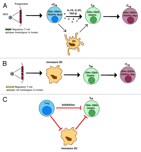 Figure 1. Increases in both the number and function of Treg cells have been implicated in the pathogenesis of chronic hepatitis C. Virus-associated regulatory T cell epitopes, homologous to peptide sequences found in the human plasma proteome, induce nTreg cell activation, conversion of Teff to iTreg cells and infectious tolerance (A). Viral epitopes lacking human homology, which are presented by immature DCs, elicit additional HCV-specific iTreg cells (B). Treg cells inhibit Teff cell function by direct, contact-dependent and -independent mechanisms and by indirect mechanisms that affect DC maturation and/or immunostimulatory activity (C).
