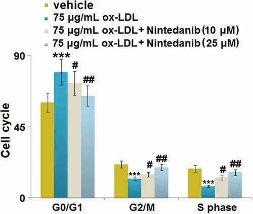 Figure 6. Nintedanib inhibits ox-LDL-induced cell cycle arrest in G0/G1 phase in HUVECs. Cell fraction in the G0/G1phase, G2/M phase, and S phase was calculated (***, P < 0.001 vs. Vehicle group; #, ##, P < 0.05, 0.01 vs. ox-LDL group).